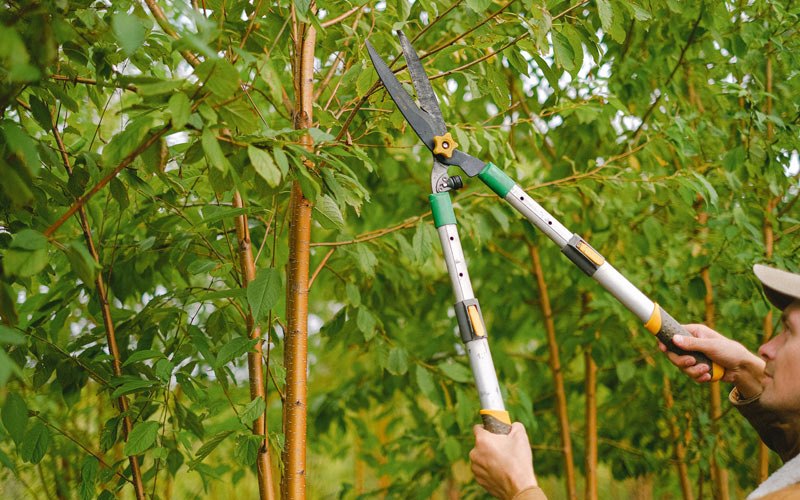Tree trimming in Harvard, ID